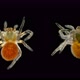 Spider under a microscope, Arachnida class - VideoHive Item for Sale
