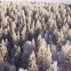 Winter Forest Nature - VideoHive Item for Sale