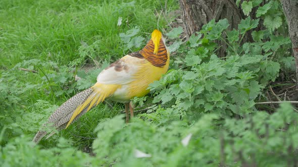 Golden Pheasant or Chinese Pheasant or Rainbow Pheasant. Chrysolophus Pictus Var. Yellow