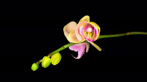 Blooming Peach Orchid Phalaenopsis Flower