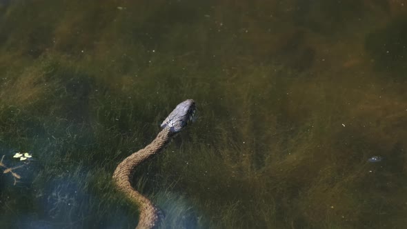 Water Snake Lurks in the River of Swamp Thickets and Algae