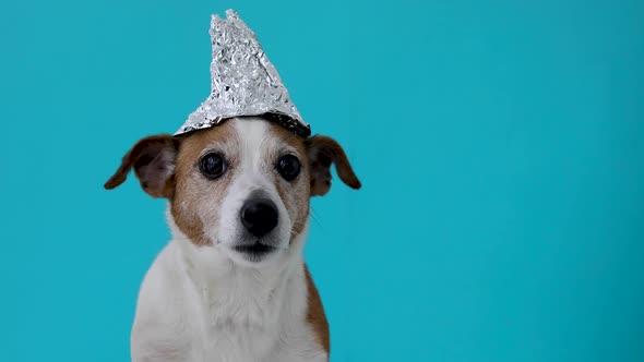 Scared Dog in a Foil Hat
