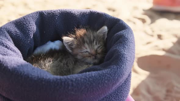 Cute Three Week Old Kitten Sleeps in a Hat Outside