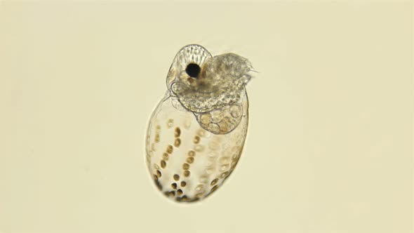 Black Sea Plankton and Zooplankton Under a Microscope, Water Flea or Also Called Marine Cladoceran