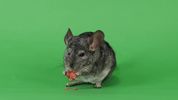 Chinchilla Eats Special Food for Rodents From Seeds. Green Screen
