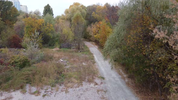 Top Down View of Autumn Forest Fall Woodland Aerial Shot