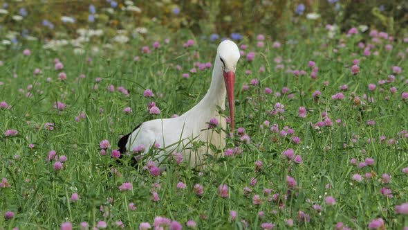 a stork wanders through the field in search of food, while he gets a small prey he devours immediate