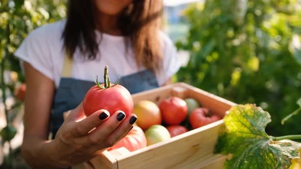 A Farmer Woman Holds in Her Hands a Box with Fresh Vegetables in a Greenhouse Takes with Her Hand