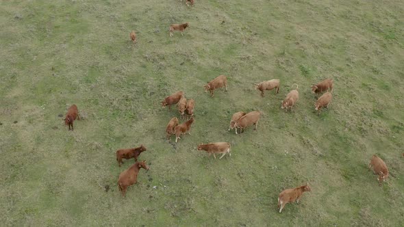 Feedlot Herd of Cattle Graze on Frosted Grass