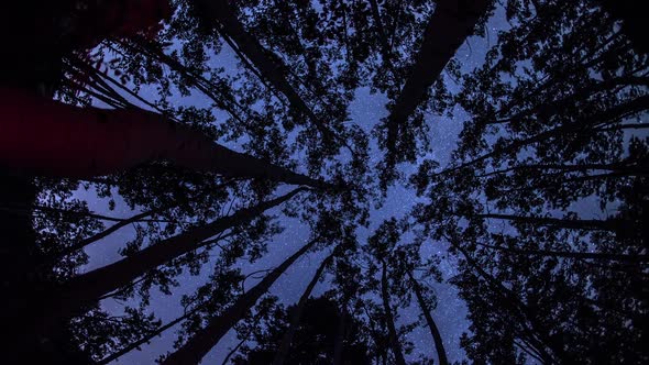 Astro Timelapse through trees