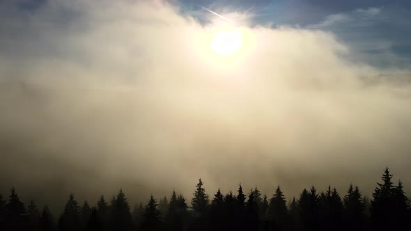 Aerial view of dark green pine trees in spruce forest in foggy fall mountains.