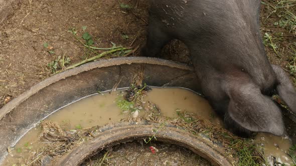 Domestic animal from the genus Sus in the barn 4K 2160p 30fps UltraHD footage - Pig eats food and dr