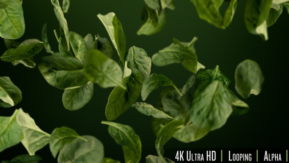 4K Fresh Healthy Green Spinach Leaves Tumbling Looping Background