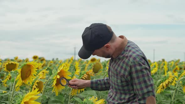 An Farmer Man Stands in the Field of Sunflowers and and Looks at the Sunflower Flowers and Seeds