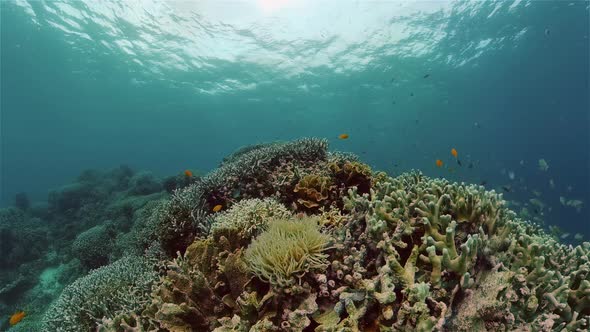 Coral Reef and Tropical Fish