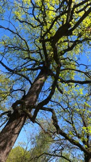 Vertical Video of the Forest in the Spring