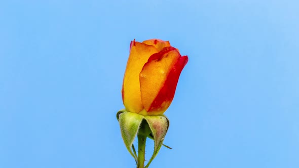 Yellow Rose Blossoming Timelapse