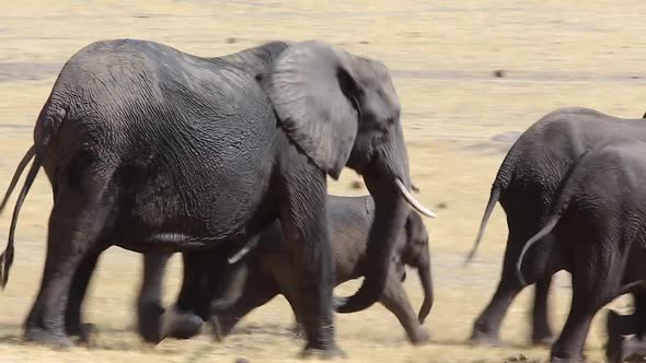 stampede of elephant family stampede of elephant family