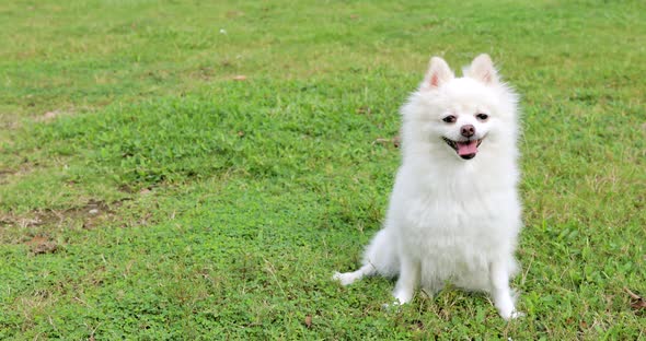 White pomeranian lying on grass lawn