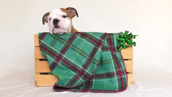 bulldog puppy in festive box puts his paw up 4k