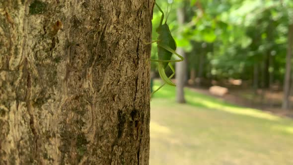 Camera follows katydid as it climbs a tree