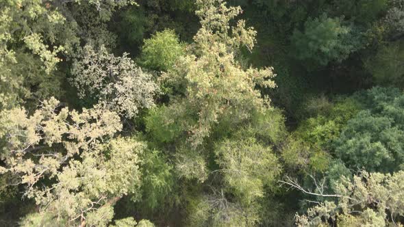 Aerial View of a Green Forest on a Summer Day