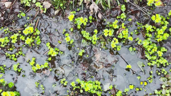 Movement Footage As the First Green Grass Makes the Way Through a Puddle in the Wood Trunks of Trees