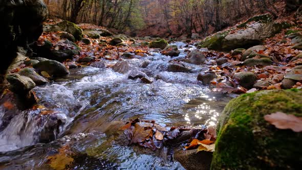 River and Fallen Leaves