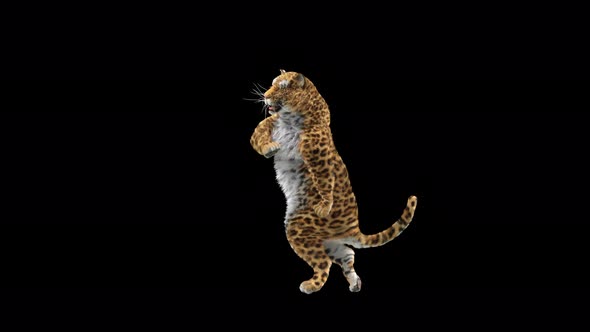 Leopard Dancing 4K