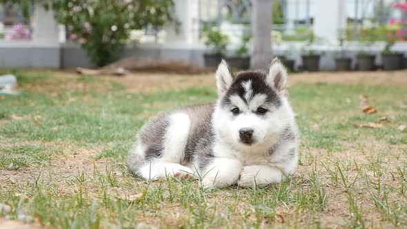 Cute Siberian Husky Puppy Lying On Grass