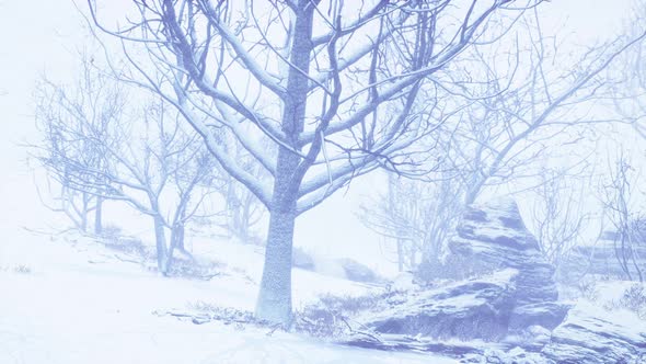 Winter Deciduous Forest on a Foggy Morning