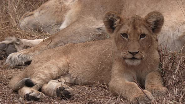 A lion cub of eight months old rests in the dry grass beside its mother in a close full-body shot .