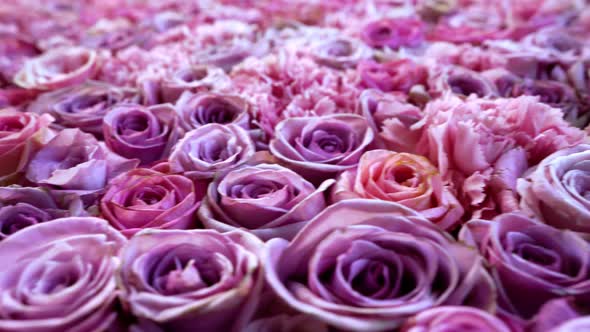 Natural Roses Background Closeup