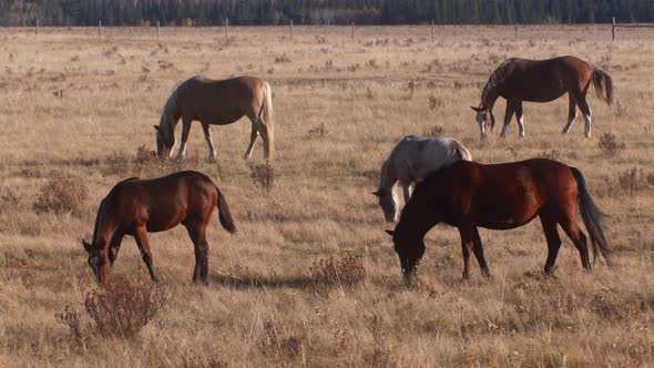 Horses together grazing on field in autumn