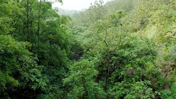 Flying through the green jungle canopy  in the mountains of the western ghats of india