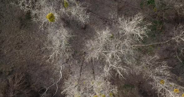 Aerial View From Above of Autumn Forest Gray Trees Bald Trees in Late Autumn