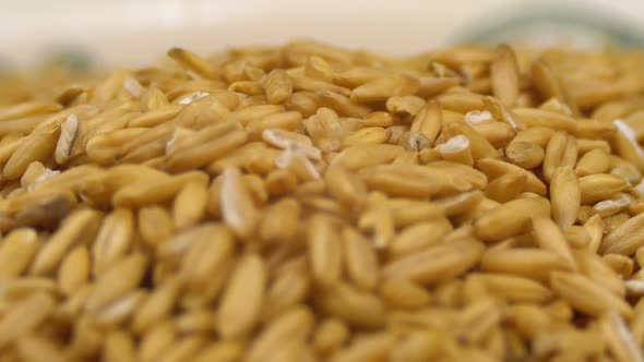 Grains of Raw Oat Groats Rotate on a White Plate