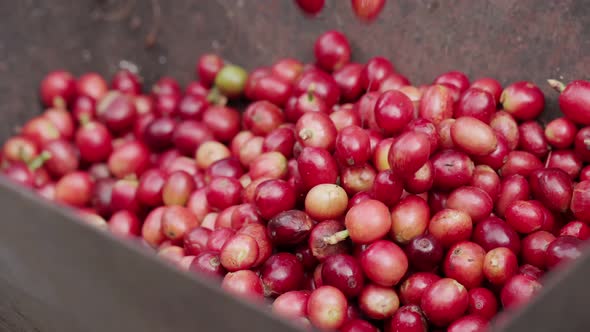 Falling Coffee Cherries