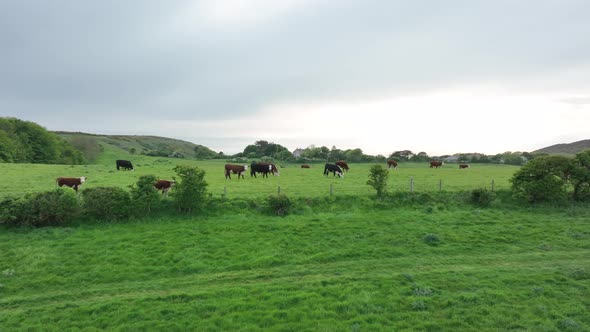 Cattle in a Field in the UK