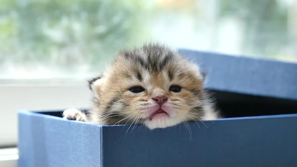 Cute Persian Kitten Sitting In A Gift Box