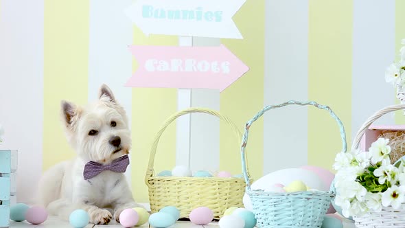 White Dog In Easter Decoration