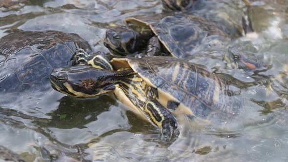 Energetic Small Spotted Tortoises Crawling on Each Other and Waiting for Food