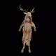 55 Deer Dancing HD - VideoHive Item for Sale