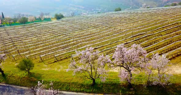 Vineyard Near Asphalt Road with Blossoming Peach Trees