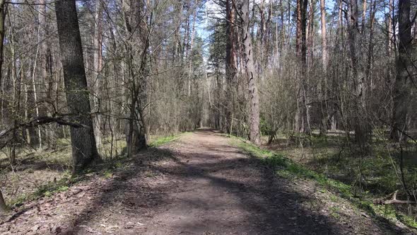 Aerial View of the Road Inside the Forest