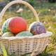 Close-up of basket with colourful a Easter eggs on grass in sunshine - VideoHive Item for Sale