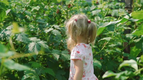 Little Girl Picking and Eating Raspberries