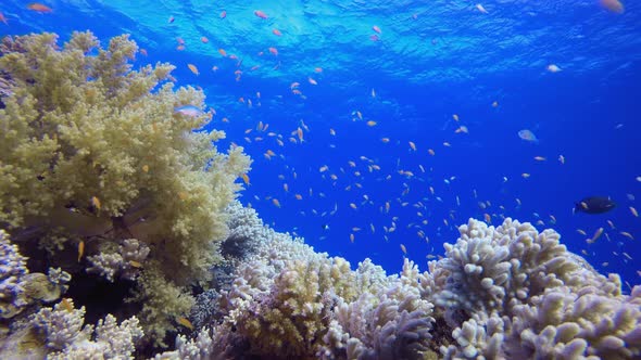 Underwater Tropical Sea Seascape