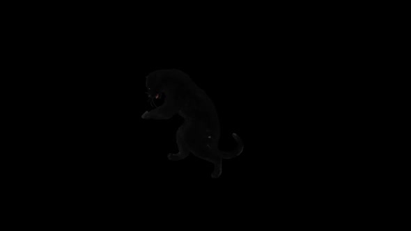 Panther Dancing HD