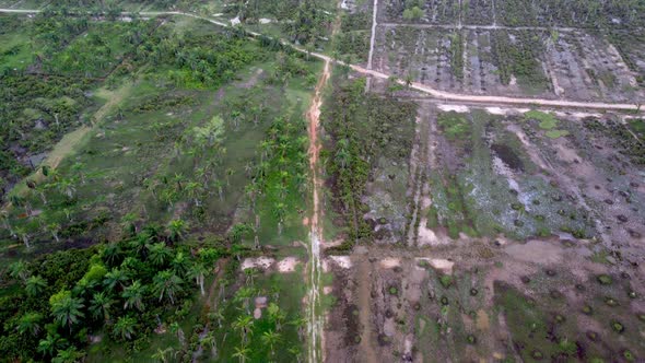 Aerial fly over green and dry bare palm tree